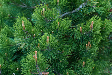 Pine Branches Background