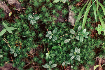 Forest moss and lingonberry - nature texture, top view. Soft green shade and complex patterns of...
