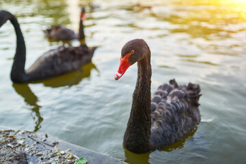 Black Swans on the Pond
