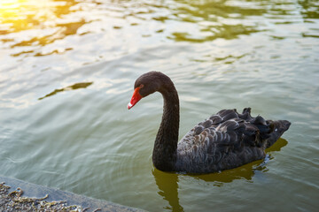 Black Swans on the Pond