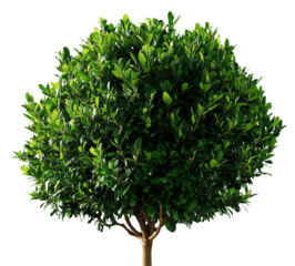 Lush green tree with dense foliage on a clear background. Perfect for nature themes or garden projects.