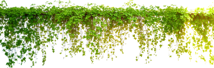 Lush green vines cascading down from above, bathed in warm sunlight, creating a natural curtain effect.