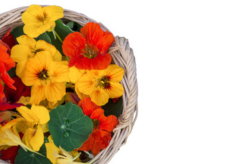 Isolated nasturtium  flower blossoms  in braided tray on transparent  background, organic  picked  nasturtium  flowers in summer or autumn time, edible nasturtium flowers, PNG 