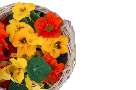Isolated nasturtium  flower blossoms  in braided tray on transparent  background, organic  picked  nasturtium  flowers in summer or autumn time, edible nasturtium flowers, PNG 