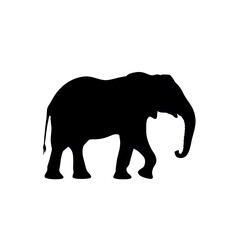 Fototapeta premium silhouette of elephant