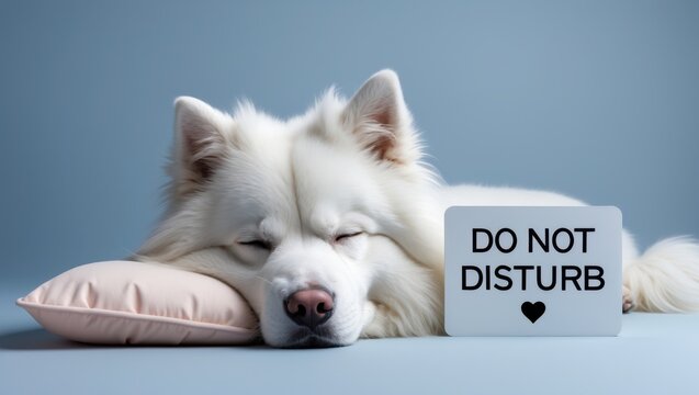 A fluffy white dog sleeps peacefully on a pillow, next to a sign that reads "DO NOT DISTURB," conveying a sense of tranquility.