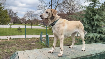 A Labrador retriever stands alert on a park bench, embodying the concept of companionship and...