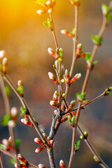 A branch with blooming white spring flowers of Prunus tomentosa
