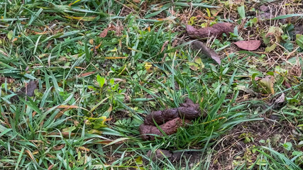 A patch of grass with dog waste highlights the issue of pet hygiene and environmental cleanliness...
