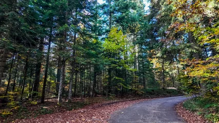 Fotobehang Slaapkamer A serene forest pathway surrounded by autumn foliage, ideal for concepts of tranquility, nature walks, and fall retreats  © fotoworld