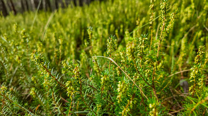 Close-up of lush green heather plants thriving in a forest, symbolizing natural growth and biodiversity conservation