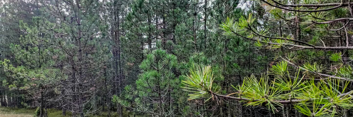 Lush evergreen forest showcasing natural beauty and tranquility, perfect for concepts of conservation and Earth Day celebrations