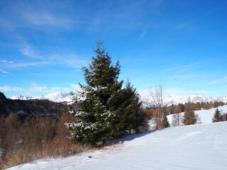 Green Christmas tree against the backdrop of snow sparkling in the sun.