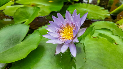 Purple lotus flower blooming on a pond symbolizes tranquility and spiritual enlightenment in nature-themed concepts and meditation practices