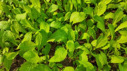 Close-up of lush green mustard greens growing in a field, symbolizing sustainable farming and fresh produce for healthy eating