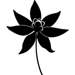 flower isolated on white