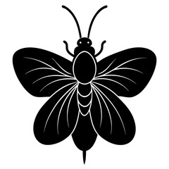 butterfly on white background