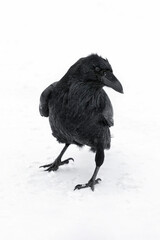 A large Raven braving Alberta's freezing cold winter