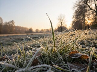 Fototapeta premium Frozen Grass Autumn Morning Sunlight - Low Light Stock Photo