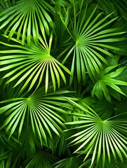palm tree leaf