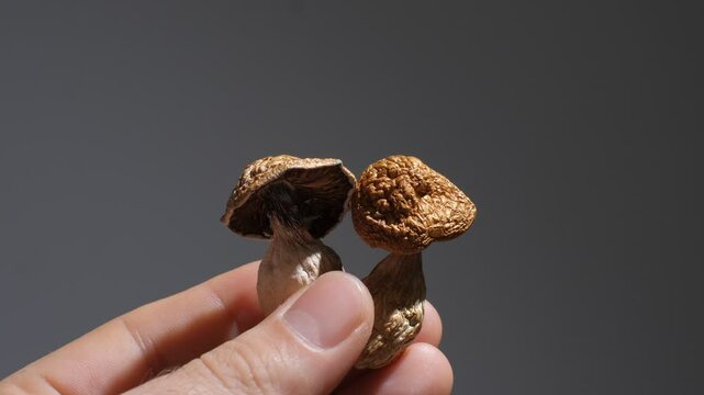 Man holds two dried mushrooms in his hand on grey background. Psychedelic magic shrooms Golden Teacher for medical usage. Micro-dosing concept,  recreational therapy, macro view.Alternative lifestyle.
