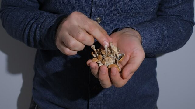 Psilocybin mushrooms in man's hand. Psyachedelic magic trip. Dry edible mushrooms Golden Teacher. Medical usage. Micro dosing concept, macro view.