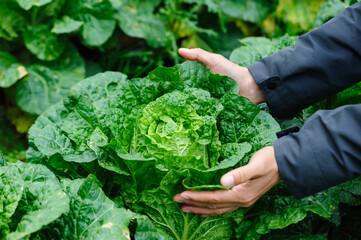People hands picking green chinese cabbages crops in garden