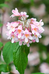 Blooming Kolkwitzia in the sunset – a delicate moment of nature. Germany, version 2