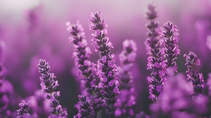 Fototapeta premium lavender field in provence