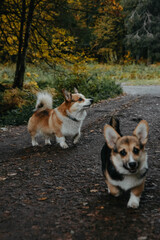 Two playful corgi dogs are joyfully running through the leaves in the woods