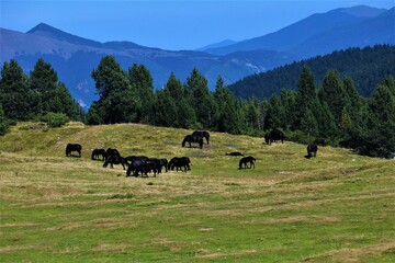 horses in the mountains