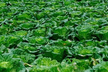 Chinese cabbage crops growing at field