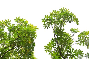 A tropical tree leaf with branches on white isolated background for green foliage backdrop 