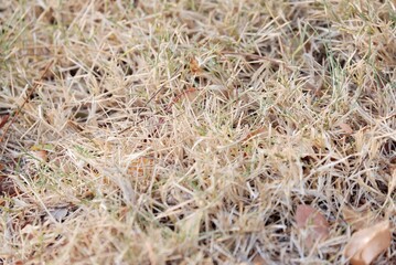 In selective focus dried grass on the ground for background backdrop 