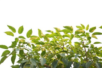 A tropical tree leaf with branches on white isolated background for green foliage backdrop 