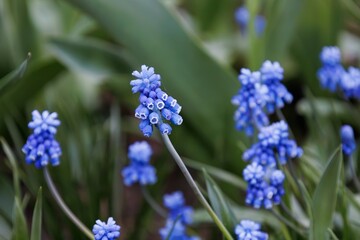 Bell-shaped blue flowers in the spring. Blooming muscari in the field. Armenian grape hyacinth or garden grape-hyacinth in the family Asparagaceae. Soft focus. Seasonal wallpaper for design