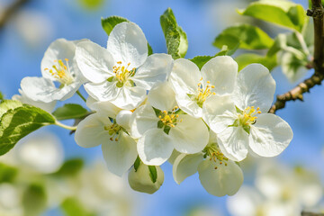 Obraz premium Blossoming white apple flowers against a clear blue sky, showcasing nature's beauty in springtime