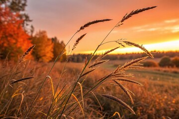 Obraz premium Golden Autumn Grass: Sunset Field Landscape Photography