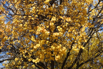 Autumnal foliage of apricot tree in mid October