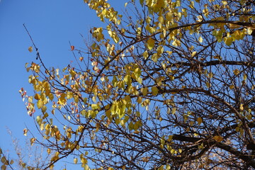 Cloudless blue sky and branches of apricot tree with autumnal foliage in October