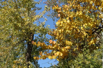 Yellow leaves of apricot tree in October