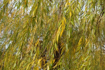 Autumnal foliage of weeping willow tree in November