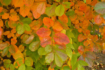 Red, green, orange and purple autumnal foliage of black chokeberry in mid October