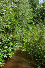 Grüne Pflanzen an einem Bach, Niedersachsen, Deutschland