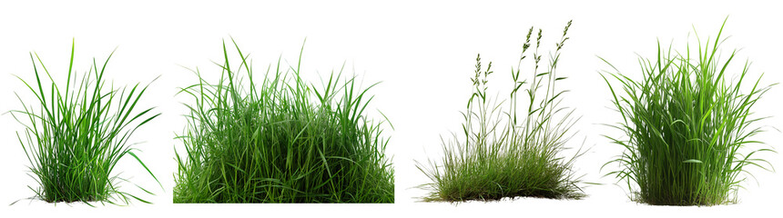 Fototapeta premium Collection green grass elements on transparent background