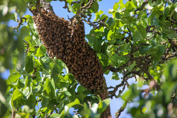 Ein Bienenschwarm auf Wanderung. Die Königin sucht sich ein neues Gebiet.