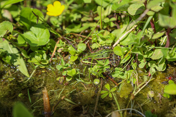 Ein kleiner grüner Frosch am Teich.
