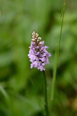 Common spotted orchid flower