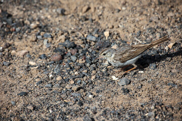 Nahaufnahme eines Kanarenpieper (Anthus berthelotii), einen Stelzenvogel auf den Kanaren. 