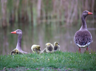 Eine Famile Graugänse am Teich.
